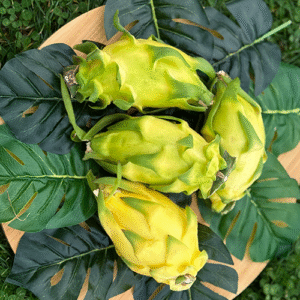 Fructul dragonului galben