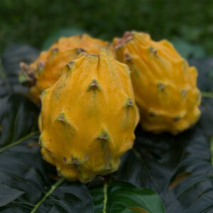 Fructul Dragonului Galben Ecuador Bio